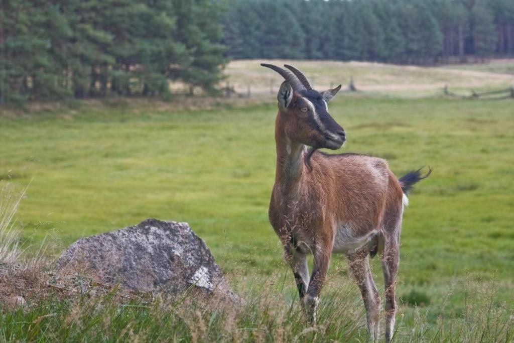 Agroturystyka Skoszewo Exteriör bild