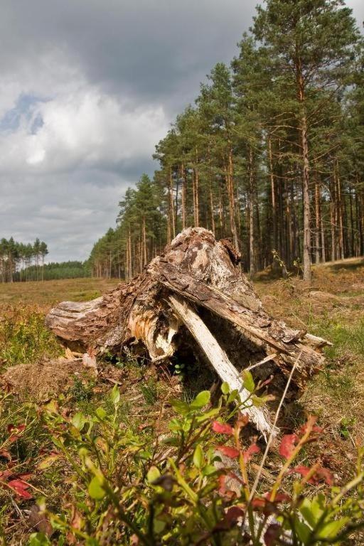 Agroturystyka Skoszewo Exteriör bild