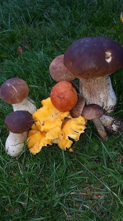 Agroturystyka Skoszewo Exteriör bild